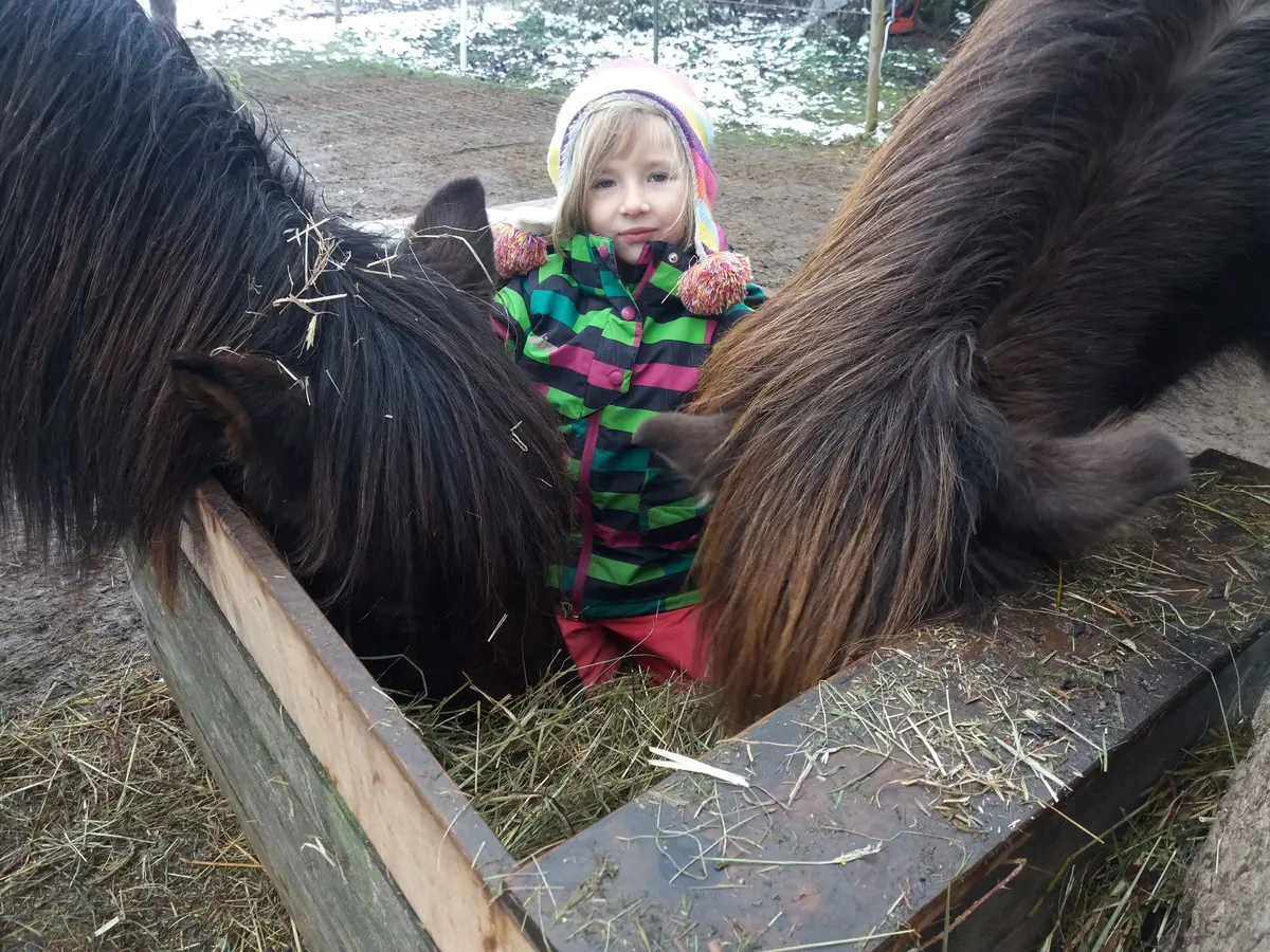 Kind an der Heuraufe mit zwei Islandpferden im Winter